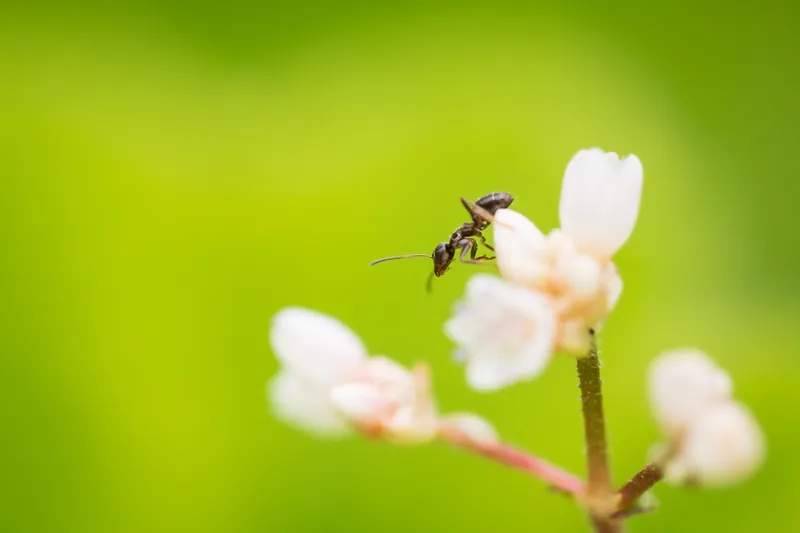 Ant, gardens, Penryn. 2019.